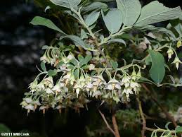 The blackberry, blueberry, raspberry and the strawberry plants for sale are all berry plants, bushes and vines are perfect for planting in a wide range of spaces. Deerberry Vaccinium Stamineum