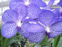 Image result for Vanda coerulea