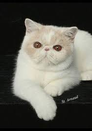 Browse our list of 57 cat breeds to find the perfect cat breed for you, and then find adoptable cats and cat shelters close to you. Pin On Exotics Cats That Is