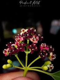 Image result for Englerina woodfordioides