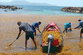 A Record Amount Of Seaweed Is Choking Shores In The Caribbean : Npr