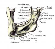 Skull has 8 bones in cranium and 14 in the face. Facial Bone Anatomy Overview Mandible Maxilla