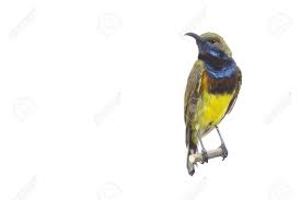 The most common olive backed sunbird material is linen. Beautiful Bird Olive Backed Sunbird Isolate On White Background Stock Photo Picture And Royalty Free Image Image 122267493