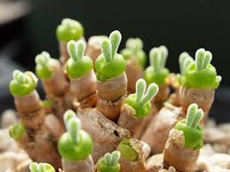 String of pearls plant care. Monilaria Moniliformis Bunny Succulent World Of Succulents