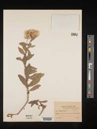 Image result for Pluchea ovalis