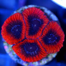 pin on coral wish list