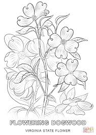 39+ state bird coloring pages for printing and coloring. New York State Tree Coloring Page Free Coloring Library