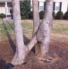 Rule 34, nature edition  показалось - JoyReactor