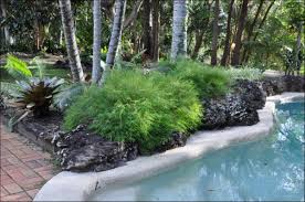 Image result for Pogonatherum paniceum