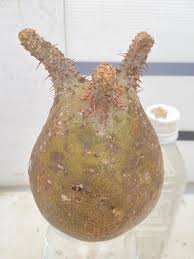 Image result for Elatostema monticola