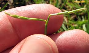 Image result for Paspalum vaginatum