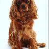 Find great deals on ebay for cavalier king charles black tan. 3
