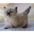Available Munchkin Kittens For Sale & Cats For Adoption