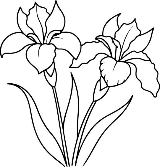 Two flowers are drawn in black and white 47305769 Vector Art at Vecteezy