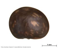 Image result for Dichilus lebeckioides