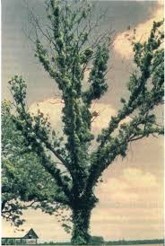 Growing pecan trees from nuts takes patience and some special care for the first few years. Pecan Diseases Prevention And Control Oklahoma State University