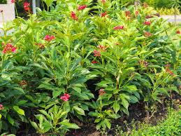 Image result for Jatropha schlechteri