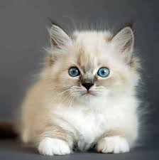 Siberian cats for sale cat activity cat tree condo pet supply stores fish cat toy dad day pet furniture toy sale cat toys. Perfection Siberians Perfection Siberians Hypoallergenic Siberian Kittens For Sale In Texas