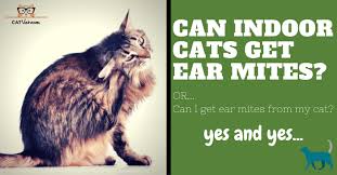 To use olive oil on your cat's ears it's important to remember our previous point. How Do Cats Get Ear Mites Recognize Treat Your Indoor Outdoor Cat