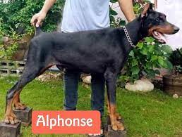 Aug 12, 2019 · breeder of full european doberman pinschers. Philippine Doberman Club Posts Facebook