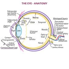 Image result for Retinal Anatomy