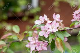 Over the last decade the tabibuea in an array of colours has been imported from continental america. A Blooming Branch Of Apple Tree In Spring Pink Flowers And Bud Of Wild Apple Tree Spring Background With Apple Tree Blossom Malus Floribunda Common Name Japanese Flowering Crabapple Stock Photo Picture And