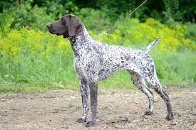 In computer science, a pointer is an object in many programming languages that stores a memory address. German Shorthaired Pointer Bil Jac