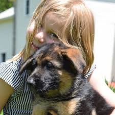 Don't miss what's happening in your neighborhood. Upstate Ny German Shepherds Home Facebook