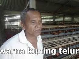 Check spelling or type a new query. Wa Baru 087858337799 Pola Nogososro Sabuk Inten Bisa Menyembuhkan Ayam Petelur Sakit Youtube