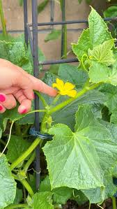 Image result for how to self pollinate cucumbers
