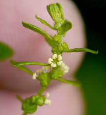 Image result for Dysphania procera