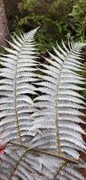 Image result for Cyathea thomsonii