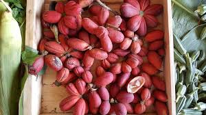 Image result for Cola pierlotii