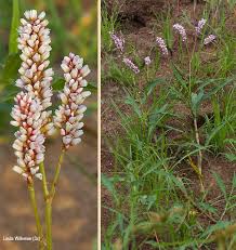 Image result for Persicaria senegalensis