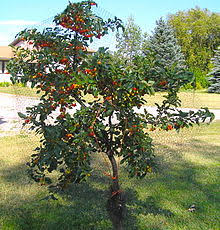 Maybe you would like to learn more about one of these? Evans Cherry Wikipedia