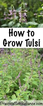how to grow tulsi indoors or outside how to grow tulsi indoors or outside