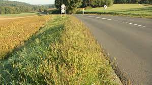 And it can be difficult to identify. Ragweed Plagt Allergiker Heuer Besonders Burgenland Orf At