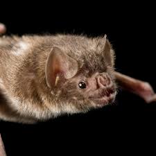 Common Vampire Bat National Geographic