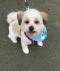 Just wanted to ask all my UK peeps What wet dog and dry dog food do your  little ones eat? Our Skyla has gone off her food so we need something new |