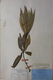 Image result for Actinodaphne