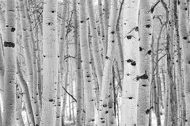 Black And White Aspen Tree Pictures This Just Looks Winter To Me Tree Photography Aspen Trees Birch Tree