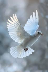 Pair of Doves