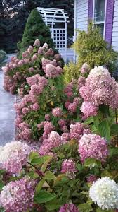 Little Lime Hydrangeas In September 2017 Hydrangea Garden Little Lime Hydrangea Planting Flowers