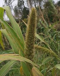 Image result for Setaria italica