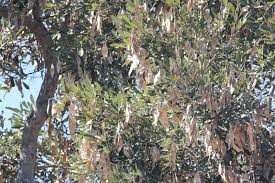 Image result for Dalbergia melanoxylon