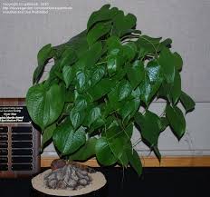 And some other specialist plant societies. Plantfiles Pictures Dioscorea Species Elephant Foot Mexican Yam Tortoise Plant Dioscorea Mexicana By Palmbob