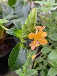 Image result for Barleria crossandriformis