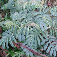 Image result for Melianthus major