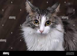 Pretty Domestic Long Hair Cat Sitting On Wooden Floor Looking Up At Camera Stock Photo Alamy