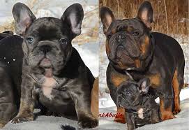 Find french bulldog puppies for sale and dogs for adoption near you. French Bulldog Breeders French Bulldog Puppies For Sale French Puppies For Sale French Bulldo French Bulldog Puppies French Bulldog Breeders Bulldog Puppies